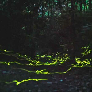 Asheville Wellness Tours | Blue Ghost Firefly Tours