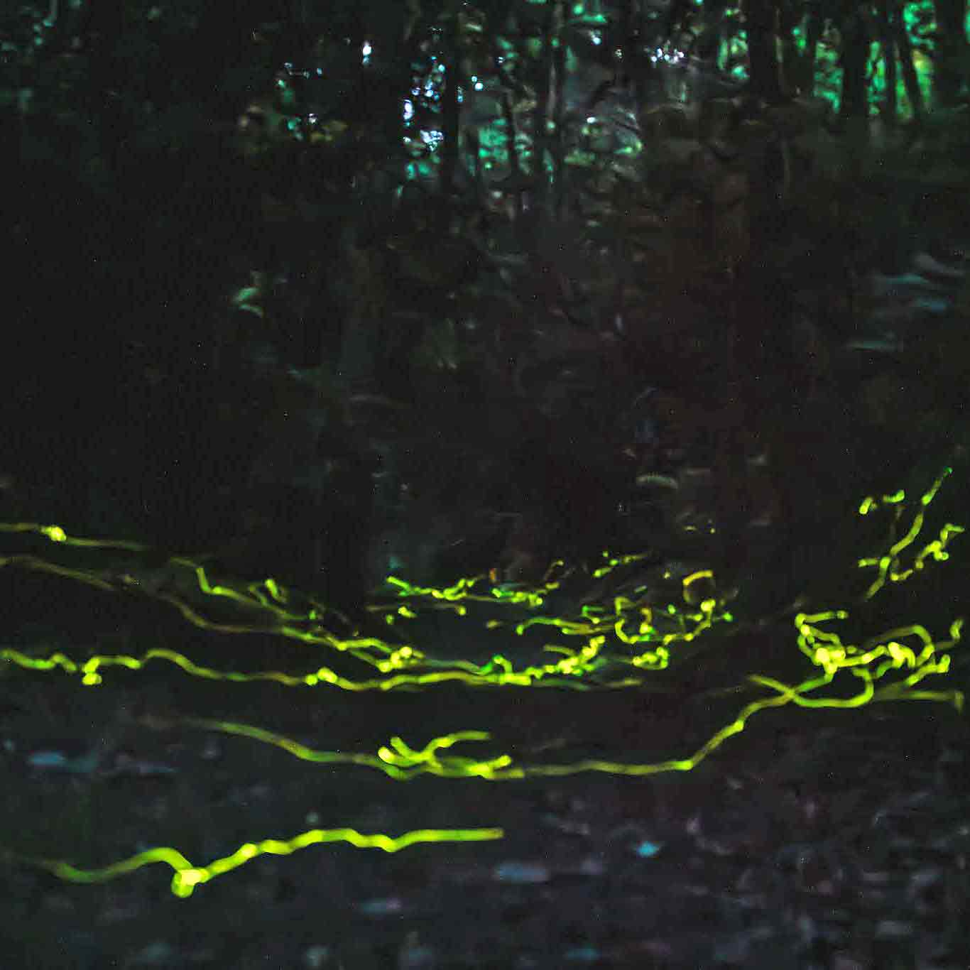 Asheville Wellness Tours | Blue Ghost Firefly Tours