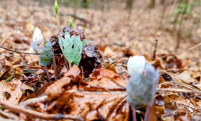 Winter's chill still has its hold in the air, but Spring is peeking through all the same. Happy #vernalequinox in WNC!

#madexmtns #wnc #springequinox #wncoutdoors #ncoutdoors #outdoornc #spring #march #wncmountains